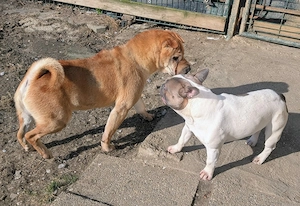 Otto sucht ganz dringend neue Bleibe  Bild 6