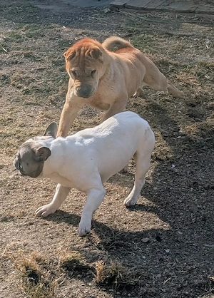 Otto sucht ganz dringend neue Bleibe  Bild 8