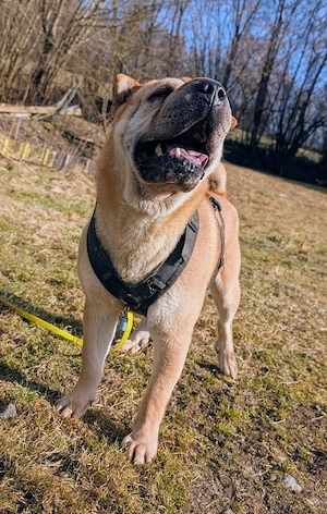 Otto sucht ganz dringend neue Bleibe 