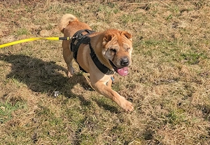 Otto sucht ganz dringend neue Bleibe  Bild 20