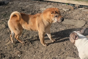 Otto sucht ganz dringend neue Bleibe  Bild 11