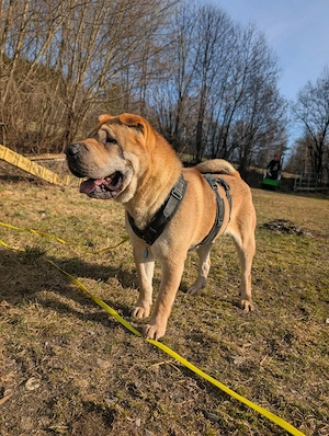 Otto sucht ganz dringend neue Bleibe  Bild 3