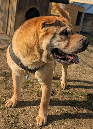 Otto sucht ganz dringend neue Bleibe  Bild 5