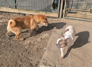 Otto sucht ganz dringend neue Bleibe  Bild 10