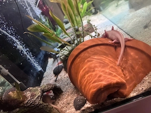 5 Axolotl zur  abgabe Anzeige bitte lesen . 