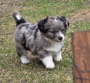 Nur noch 2 Welpen (1Junge+1 Mädchen) -kleinbleibend- (max. Dackelgröße!) sind ab sofort abgabebereit