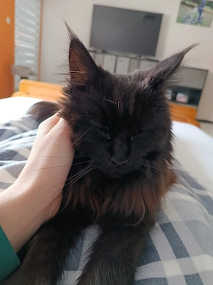 Maine coon Katzendame sucht neues Zuhause 