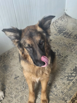 Wir sind der Traum eines Schäferhund Kenner 