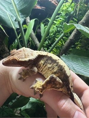 Exo terra 90x45x45 mit 0.1 Kronengecko Weibchen