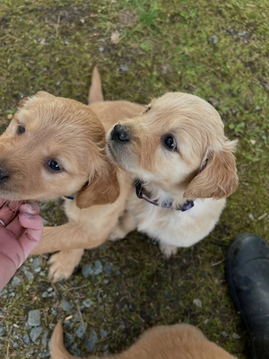 Vier Monate alte reinrassige Golden-Retriever-Welpen