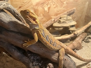 Pogona vitticeps