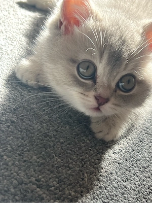Süßes Kätzchen Bkh (9 Wochen) sucht ein liebevolles Zuhause   