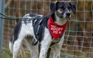 Wer hat ein warmes Körbchen für Diana?