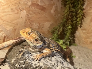 Pogona vitticeps