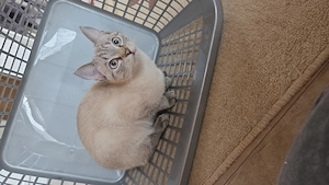 2 Katzen Mädels zu verkaufen mit Zubehör 