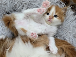 Maine Coon-Kätzchen suchen ihr Traumzuhause 