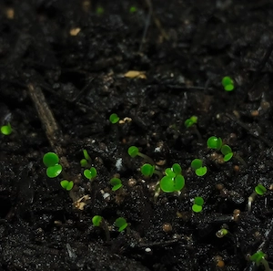 Bodendecker-Samen für das Terrarium oder Aquarium 