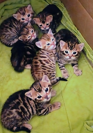 Kleine Leoparden suchen ein Zuhause: Bengal-Mix Kitten mit tollen Rosetten