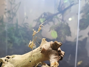 Sibylla pretiosa   die Kryptische Mantis