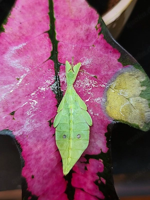 Phyllium gantungense  Rizal 