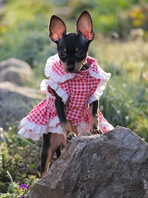 Russkiy Toy Welpen mit VDH Ahnentafel!