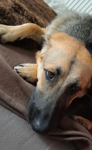 Malinoui- Mischling in erfahrene Hände abzugeben.