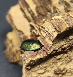 Pseudoglomeris magnifica, Smaragdschaben  Bild 3