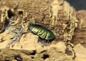 Pseudoglomeris magnifica