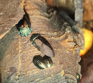 Pseudoglomeris magnifica, Smaragdschaben  Bild 4