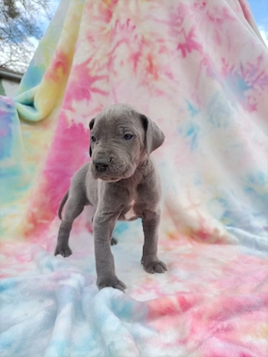 Deutsche Doggen Welpen in blau 