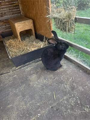 Deutsche Riesen Mixe  Bild 3