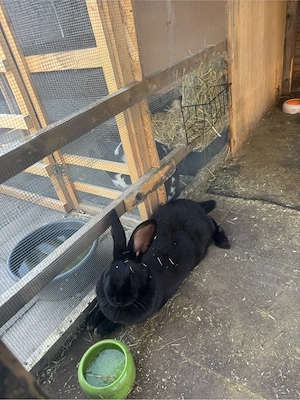 Deutsche Riesen Mixe  Bild 2