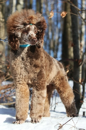 Deckrüde Mittelpudel chokomerle