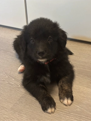 Goldendoodle Welpen suchen wundervolles Zuhause 