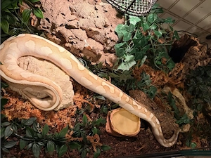  1.0 Python regius Königspython