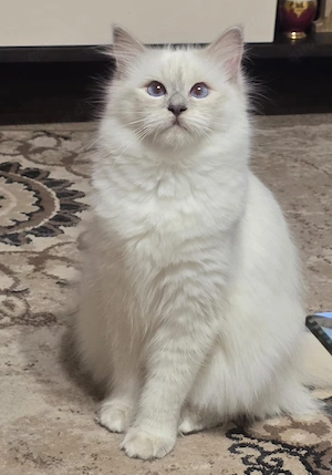 Ragdoll Katze schöne Blaue Augen