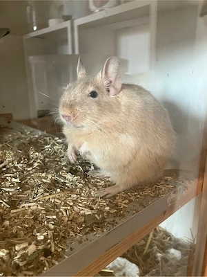 4 Zuckersüße Degus 