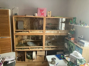 4 Zuckersüße Degus mit Käfig