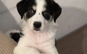 Zuhause gesucht für Moschino