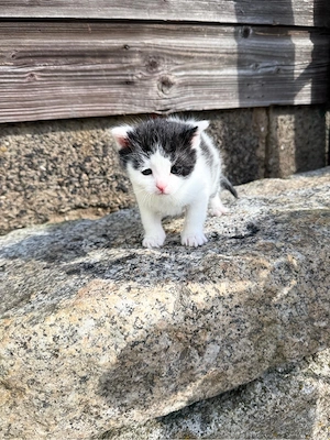 Süsses Kitten (weiblich) abzugeben