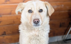 Dreamer sucht sein Traumzuhause