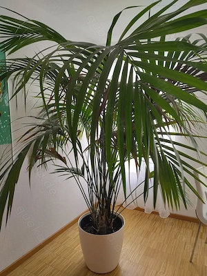 Zimmerpflanze mit Topf über 200 cm hoch 