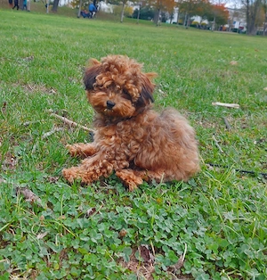 Hava poo Welpen in rot Zobel und Black brindle 