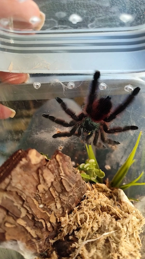 Vogelspinnen verschiedene zur Abgabe Mannheim 