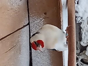 Stieglitz major mutationen Weibchen 2025