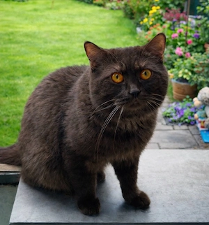 BKH Schocko Kater sucht neues Abenteuer