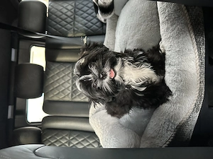 Shizu MalteserMix Deckrüde sucht Hündin