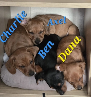 Dackel-Mix-Welpen Bild 2
