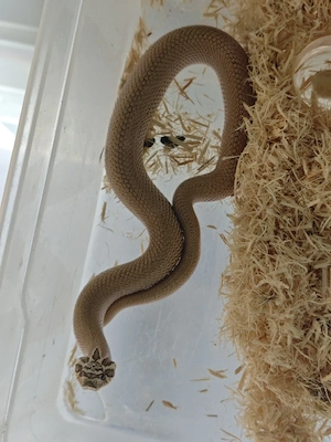 1.0 Arctic super Conda ph snow 