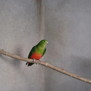 königssittich weibchen